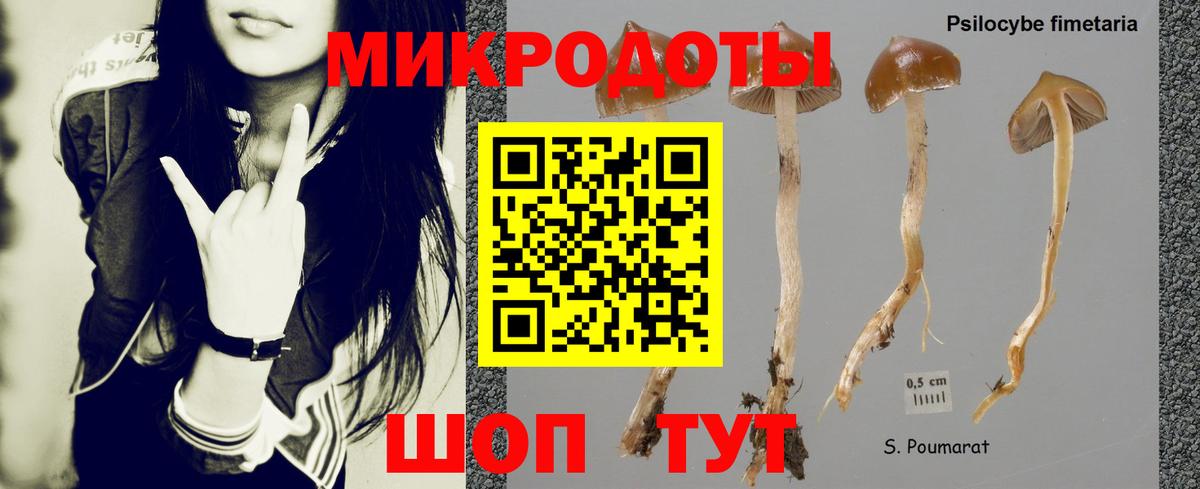 Галлюциногенные грибы Psilocybe Ивантеевка
